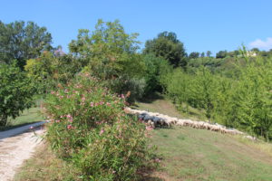 Soms staat er een kudde schapen in de tuin | Vakantiewoning Casa Cipresse