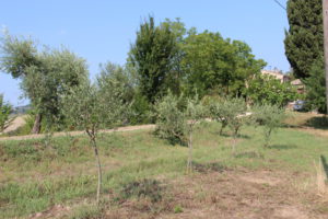 Kleine olijfboompjes | Vakantiewoning Casa Cipresse