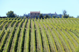 Wijngaarden | Vakantiewoning Casa Cipresse
