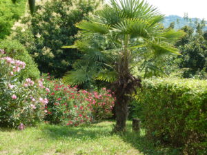 Twee palmbomen sieren de tuin | Vakantiewoning Casa Cipresse